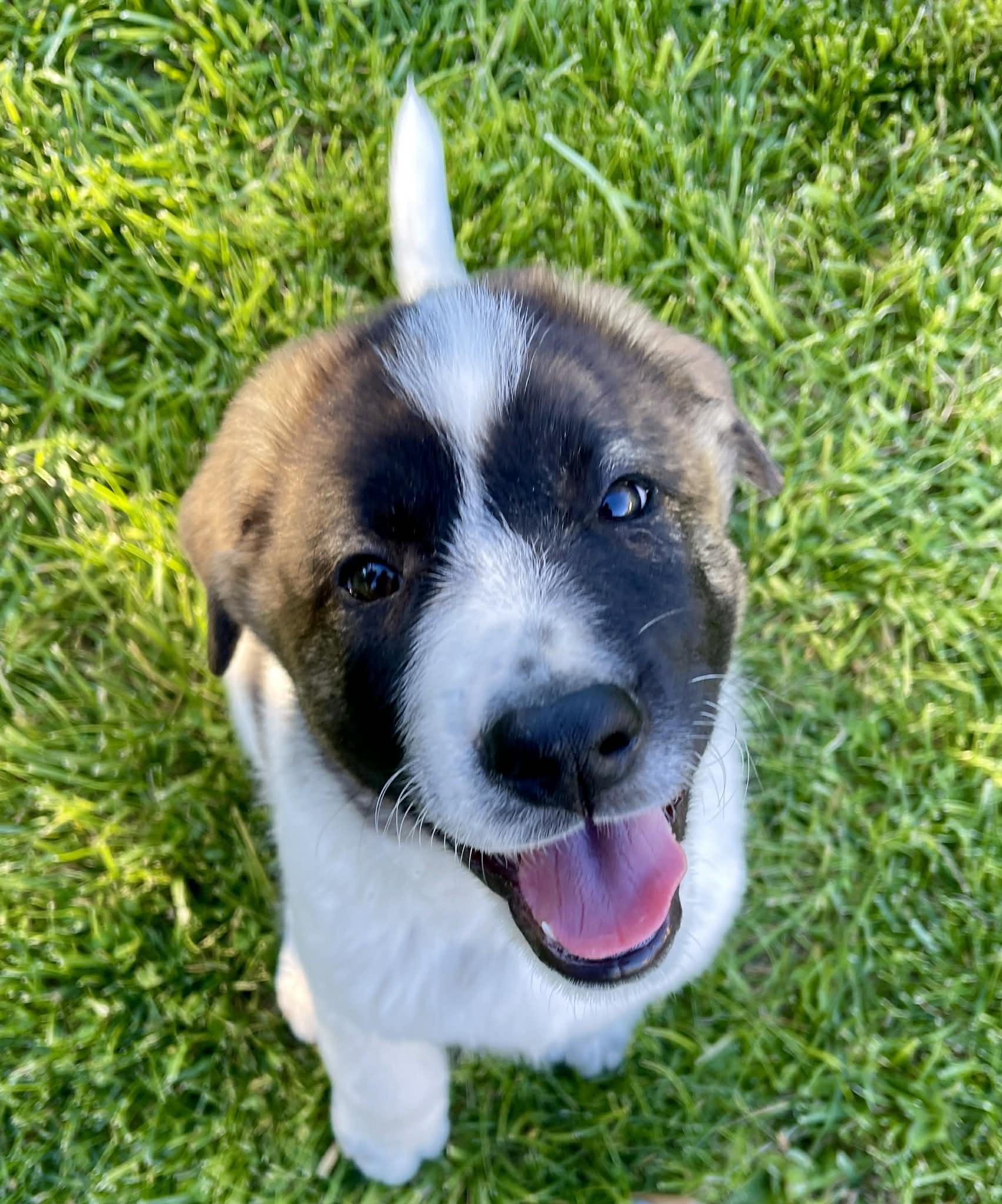 Brando, a ADOPTABLE mixed breed in Powell Butte, OR image 1/6