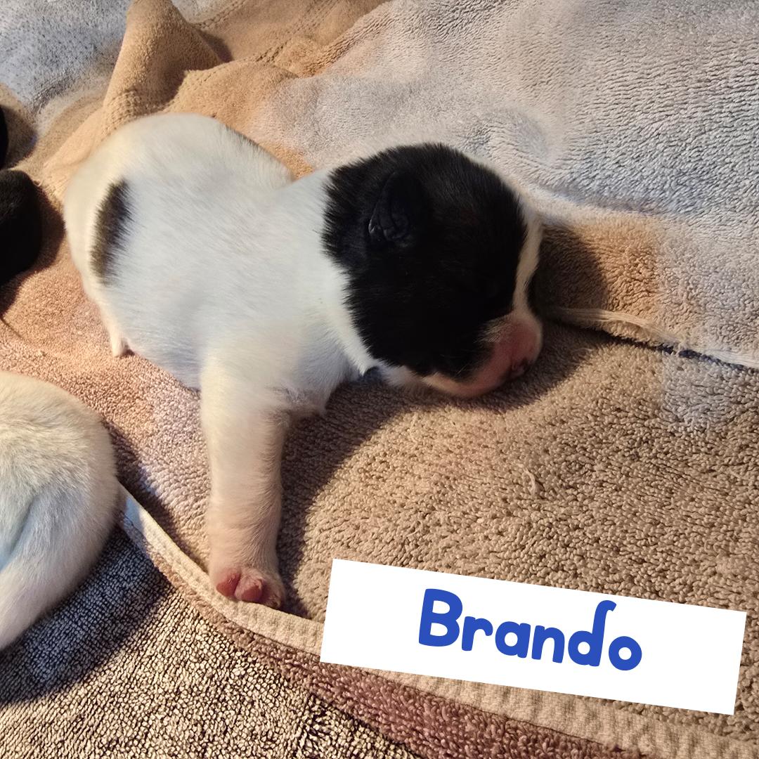 Enlarge Brando, a ADOPTABLE Australian Cattle Dog / Blue Heeler in Powell Butte, OR image 2/3
