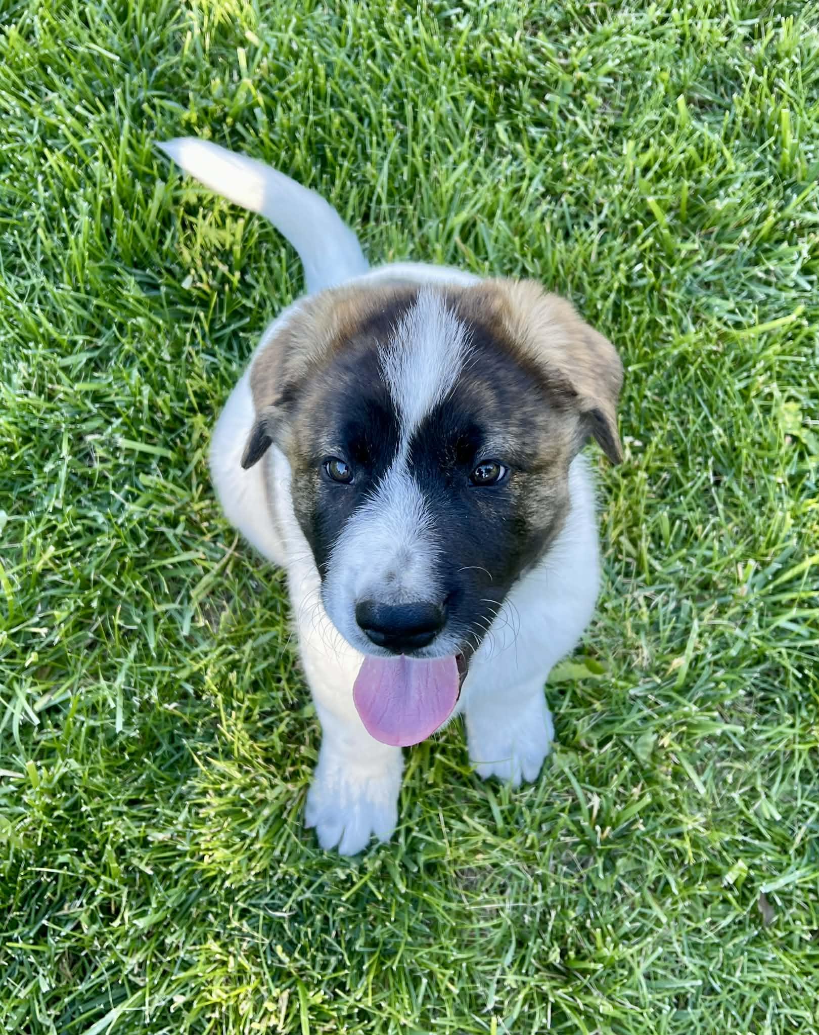 Brando, a ADOPTABLE mixed breed in Powell Butte, OR image 6/6