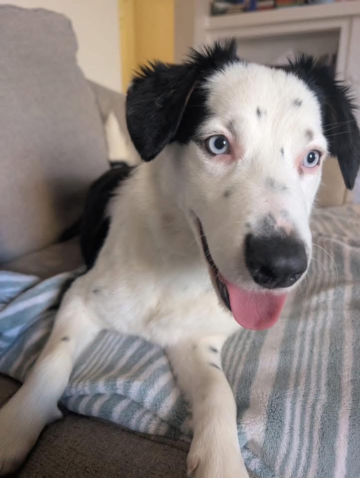 Enlarge Desy, an adoptable mixed breed in Itasca, IL image 4/6