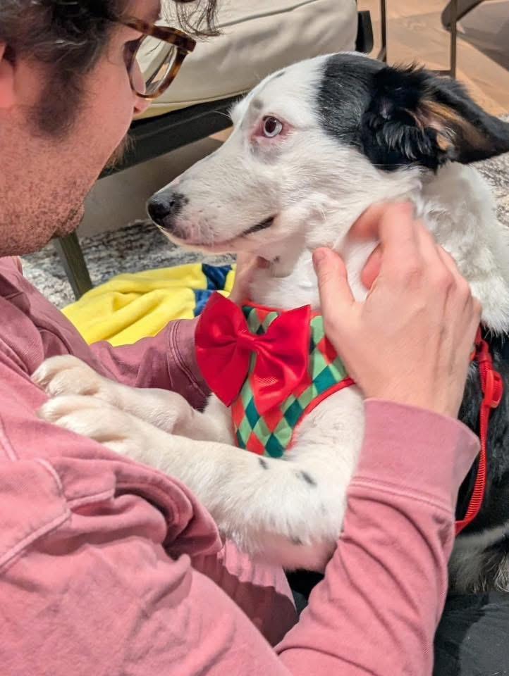 Enlarge Desy, an adoptable mixed breed in Itasca, IL image 3/6