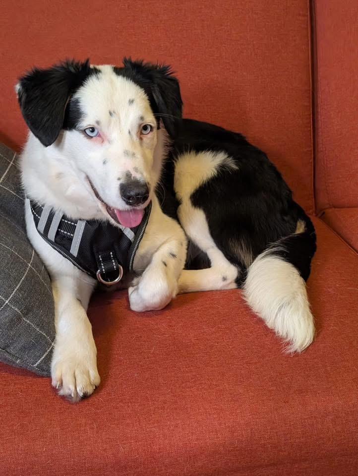 Enlarge Desy, an adoptable mixed breed in Itasca, IL image 5/6