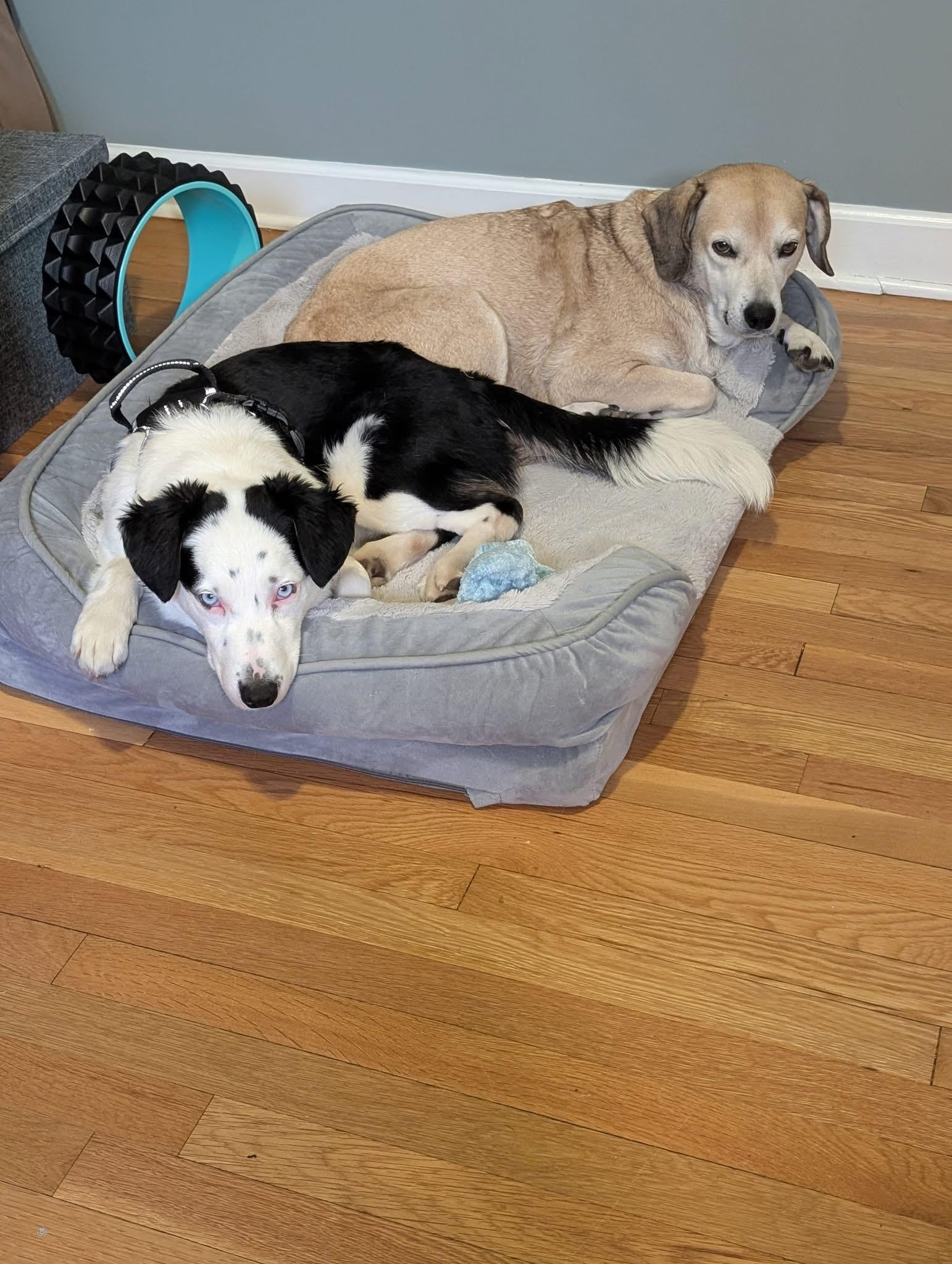 Enlarge Desy, an adoptable mixed breed in Itasca, IL image 6/6