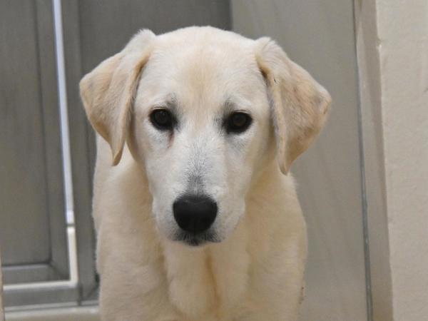 Kalach, Adoptable, Young Female Great Pyrenees.