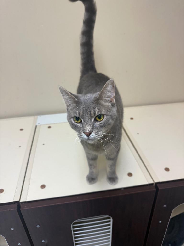SHOES, Adoptable, Young Male Domestic Short Hair.