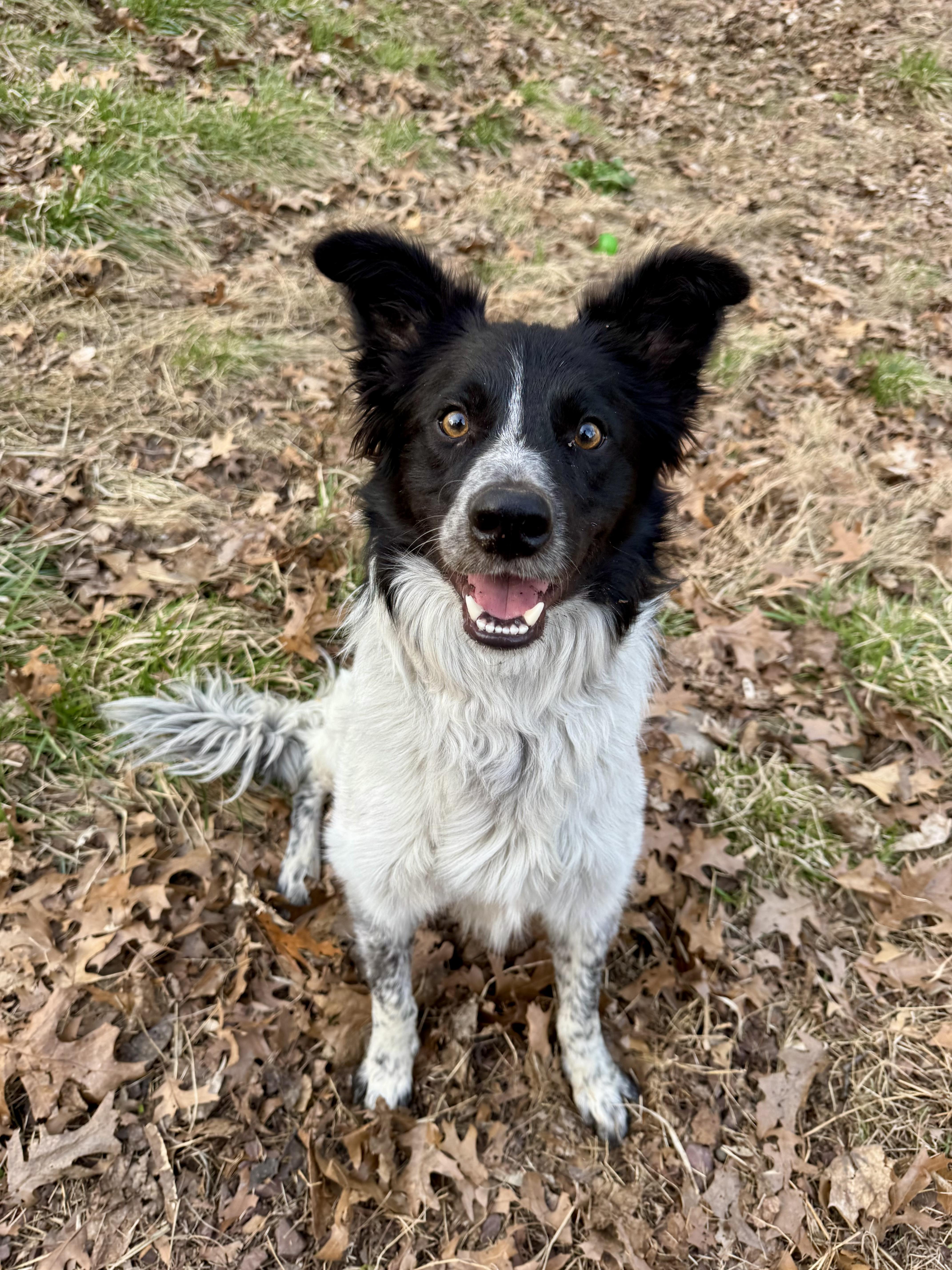Enlarge KORBEN - COURTESY LISTING , a ADOPTABLE mixed breed in Poughkeepsie, NY image 1/6