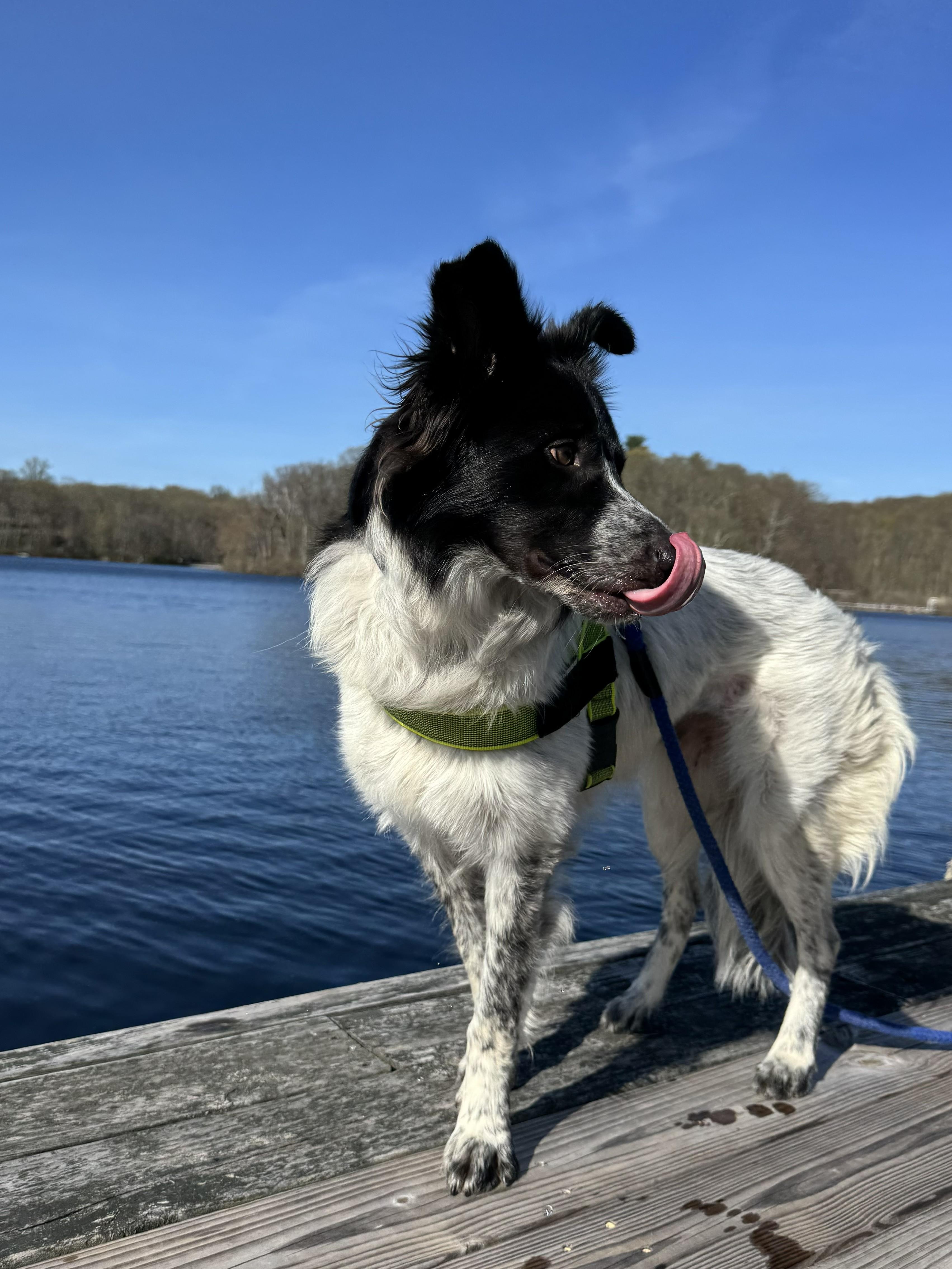 Enlarge KORBEN - COURTESY LISTING , a ADOPTABLE mixed breed in Poughkeepsie, NY image 3/6