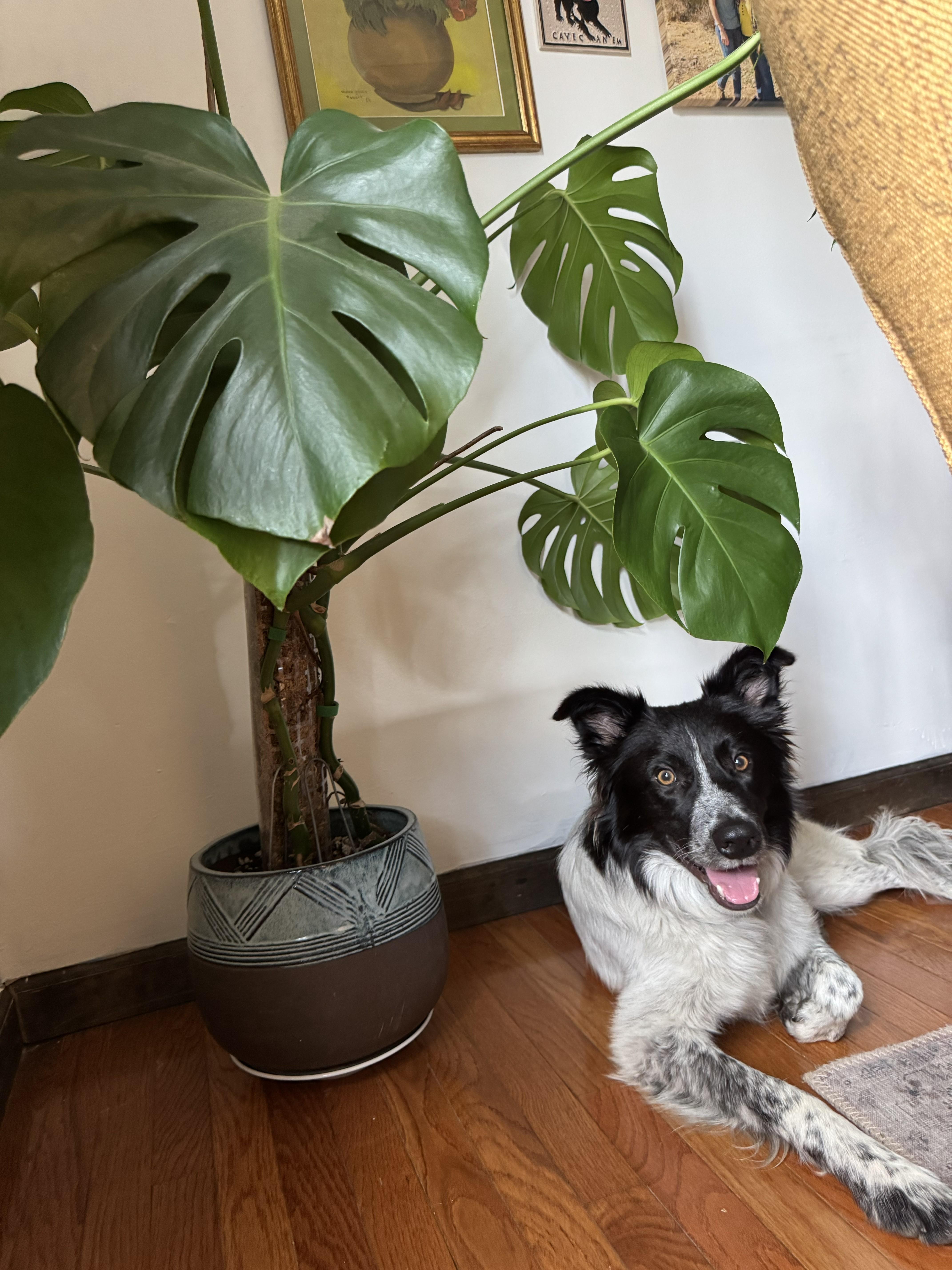 Enlarge KORBEN - COURTESY LISTING , a ADOPTABLE mixed breed in Poughkeepsie, NY image 2/6