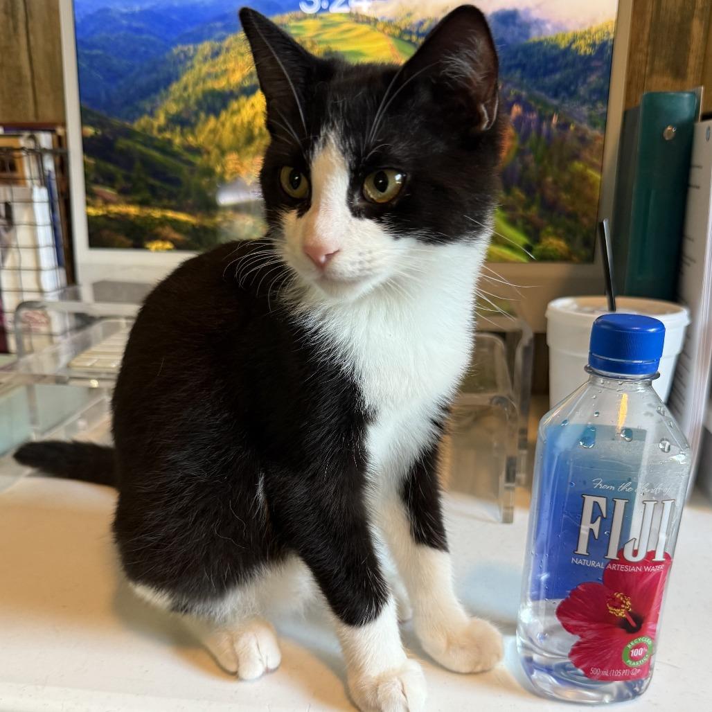 Enlarge Chatticus, a Adoptable Domestic Short Hair in Lithia, FL image 1/2