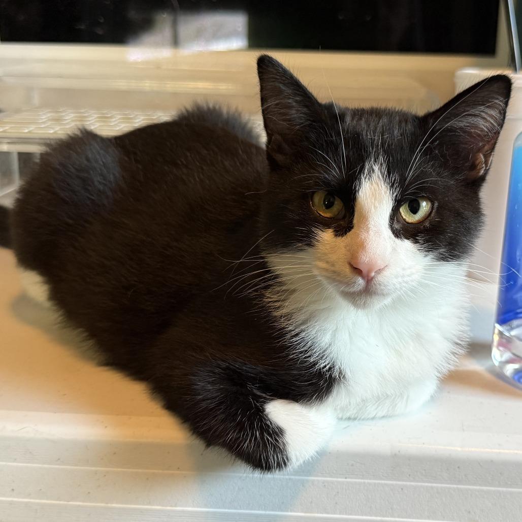 Enlarge Chatticus, a Adoptable Domestic Short Hair in Lithia, FL image 2/2