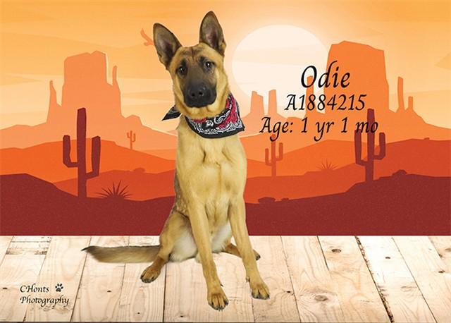 Enlarge ODIE, a Adoptable German Shepherd Dog in Thousand Palms, CA image 1/1