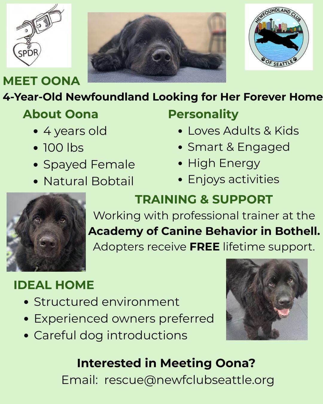Oona, ADOPTABLE, Adult Female Newfoundland Dog.