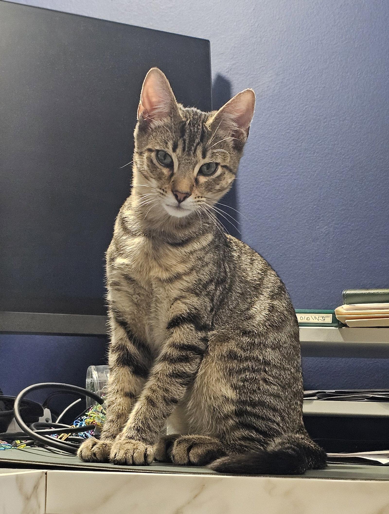 Enlarge Teddy, a Adoptable Tabby in Alameda, CA image 1/3