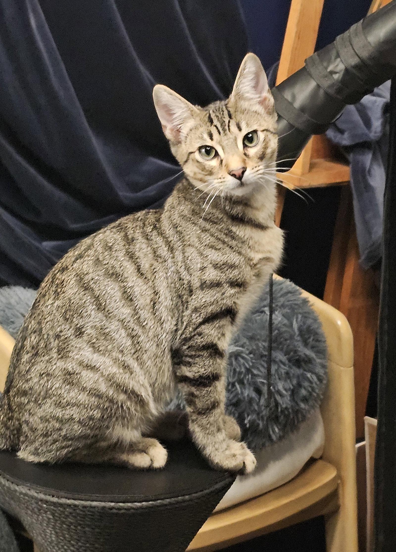 Enlarge Teddy, a Adoptable Tabby in Alameda, CA image 2/3