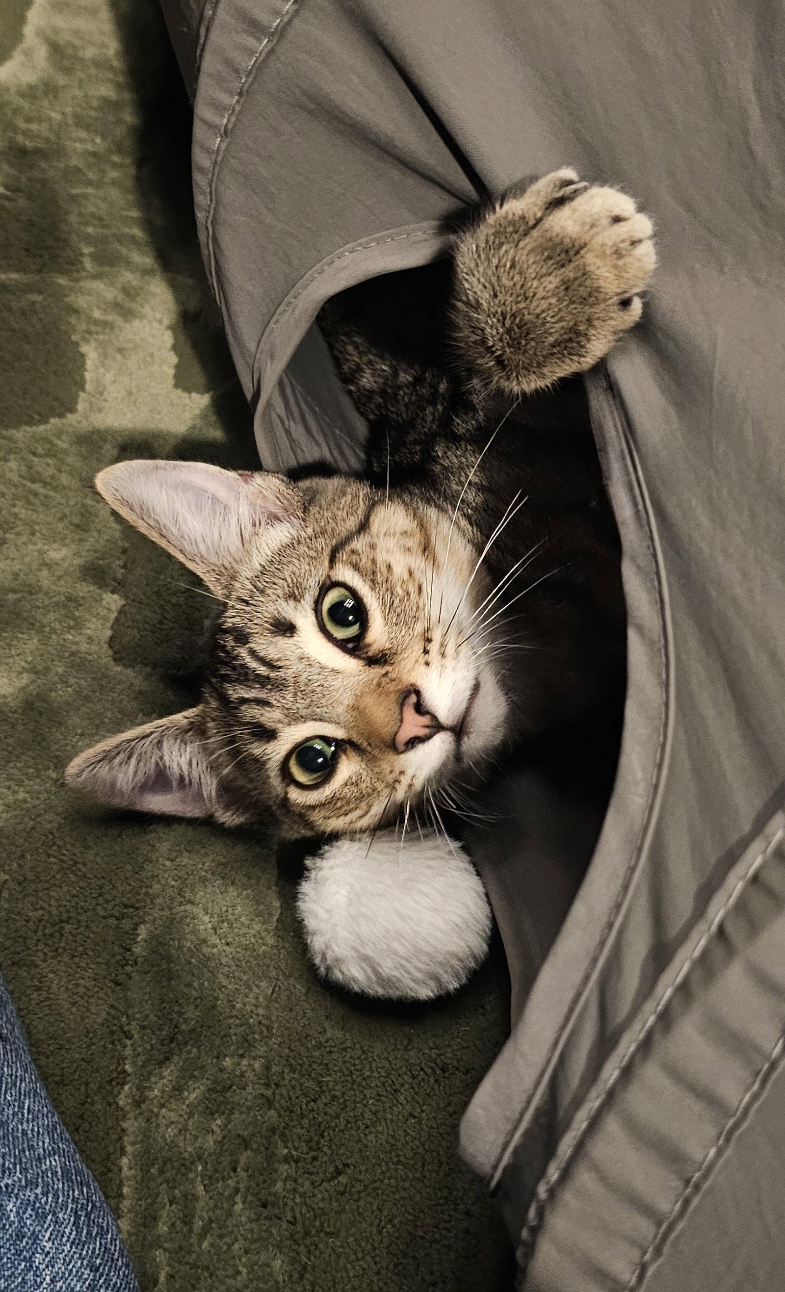 Enlarge Teddy, a Adoptable Tabby in Alameda, CA image 3/3