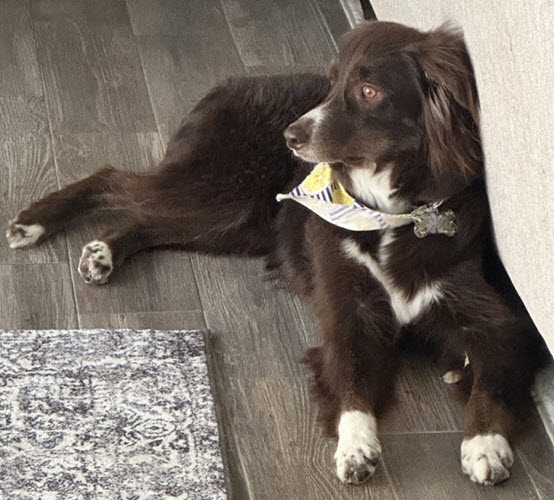 Dog for adoption Sable, an Australian Shepherd in Orlando, FL Petfinder