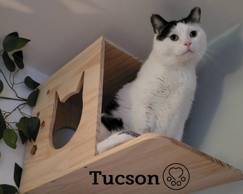 Tucson 1