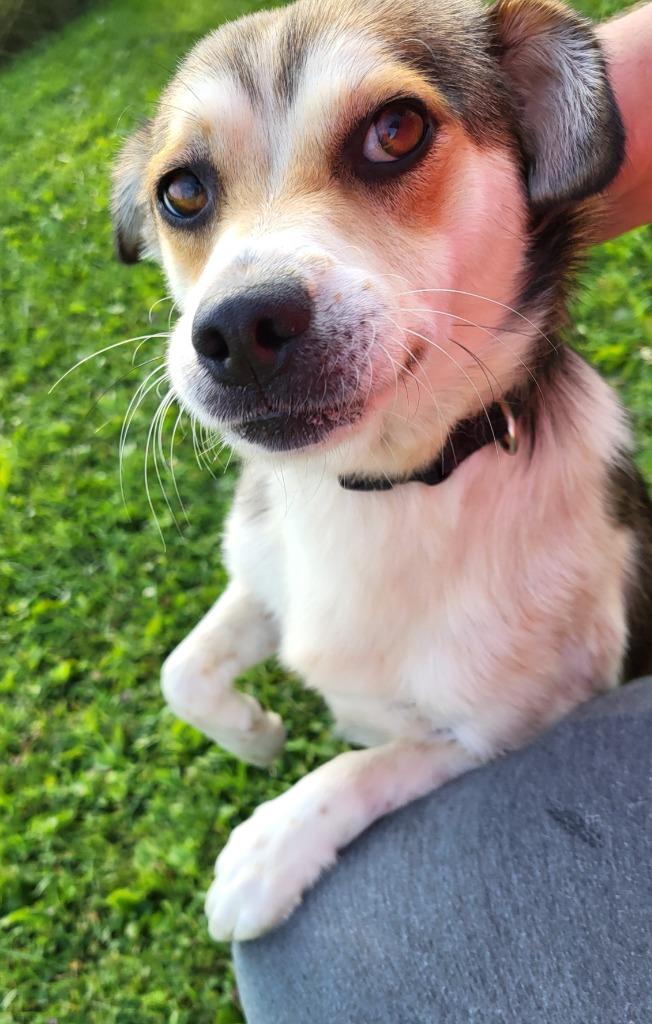 Charlie, Adoptable, Adult Male Mixed Breed.