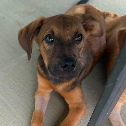 Cabo, a ADOPTABLE Mixed Breed in Louisville, KY image 3/3
