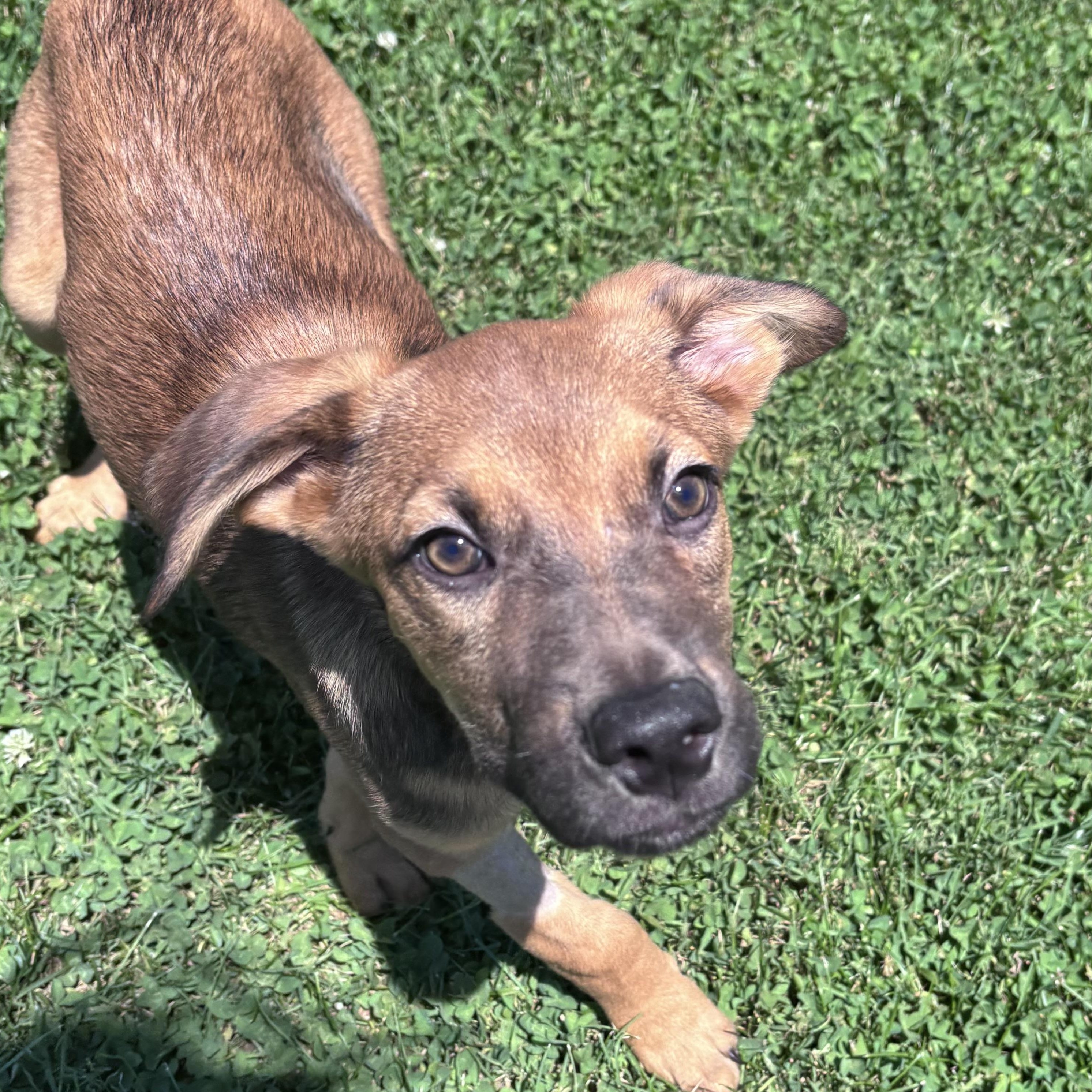Cabo, ADOPTABLE, Puppy Male Mixed Breed.