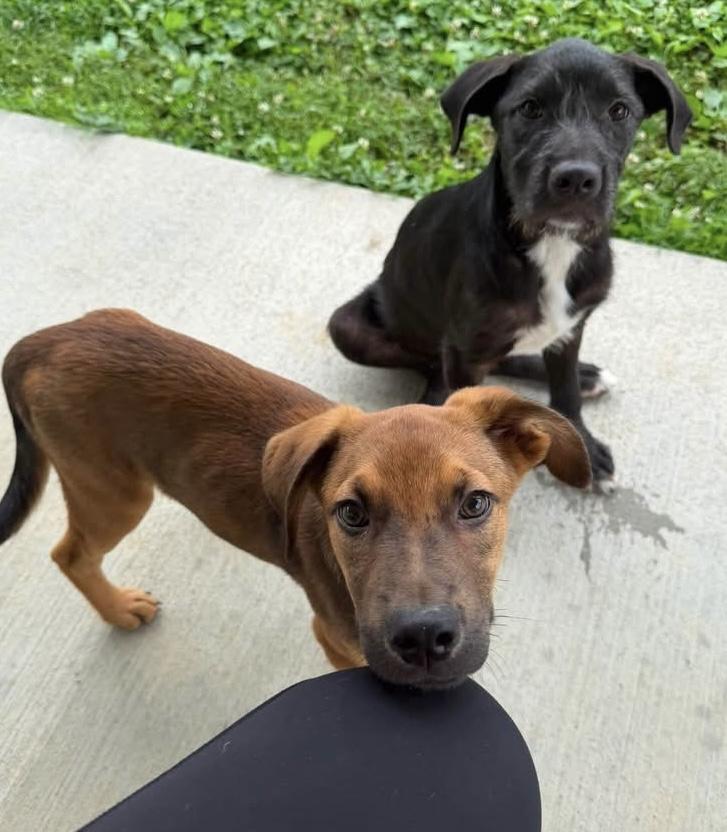Cabo, a ADOPTABLE Mixed Breed in Louisville, KY image 2/3