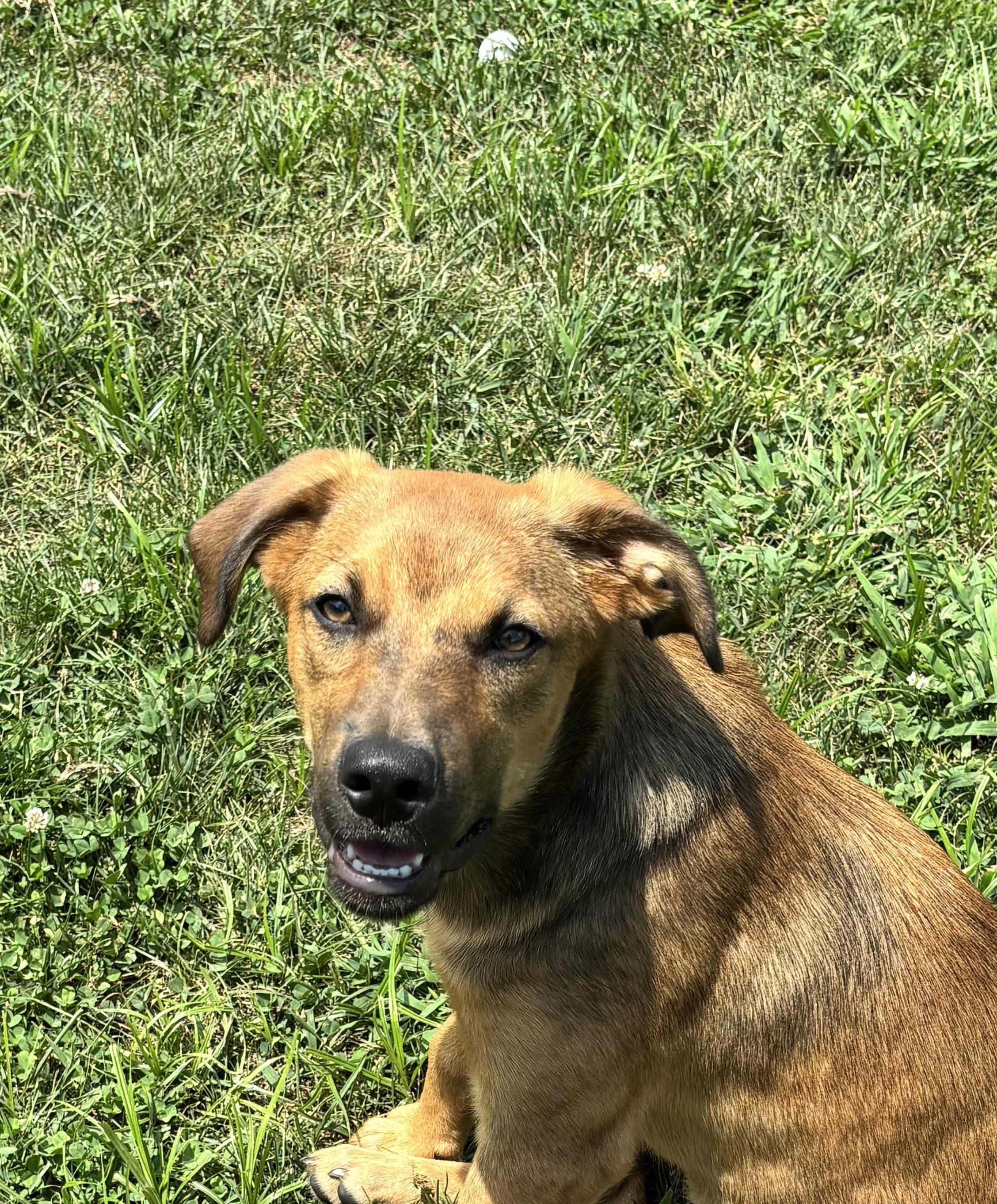Cabo, adoptable, Puppy Male Mixed Breed.