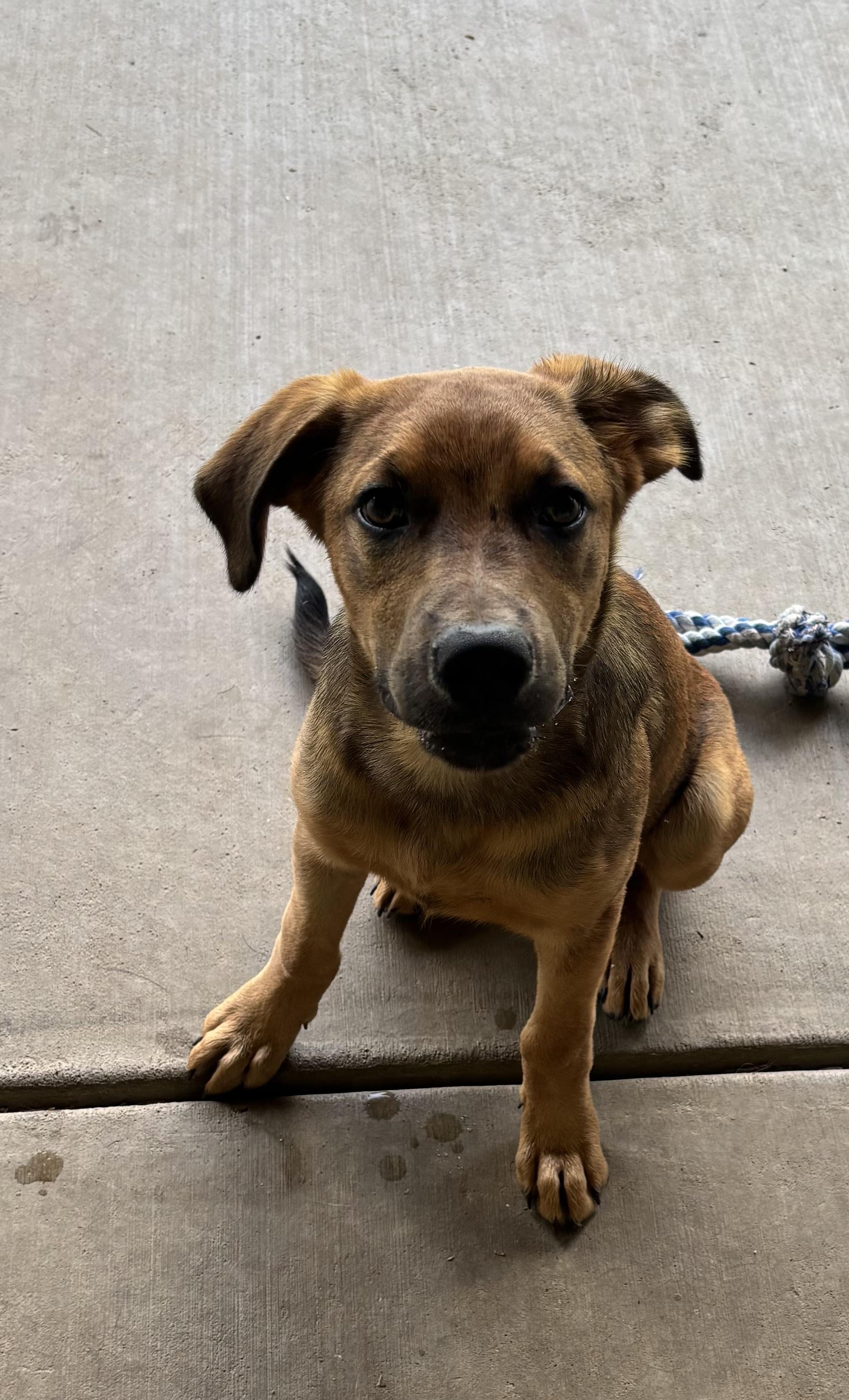 Cabo, an adoptable Mixed Breed in Louisville, KY image 3/3