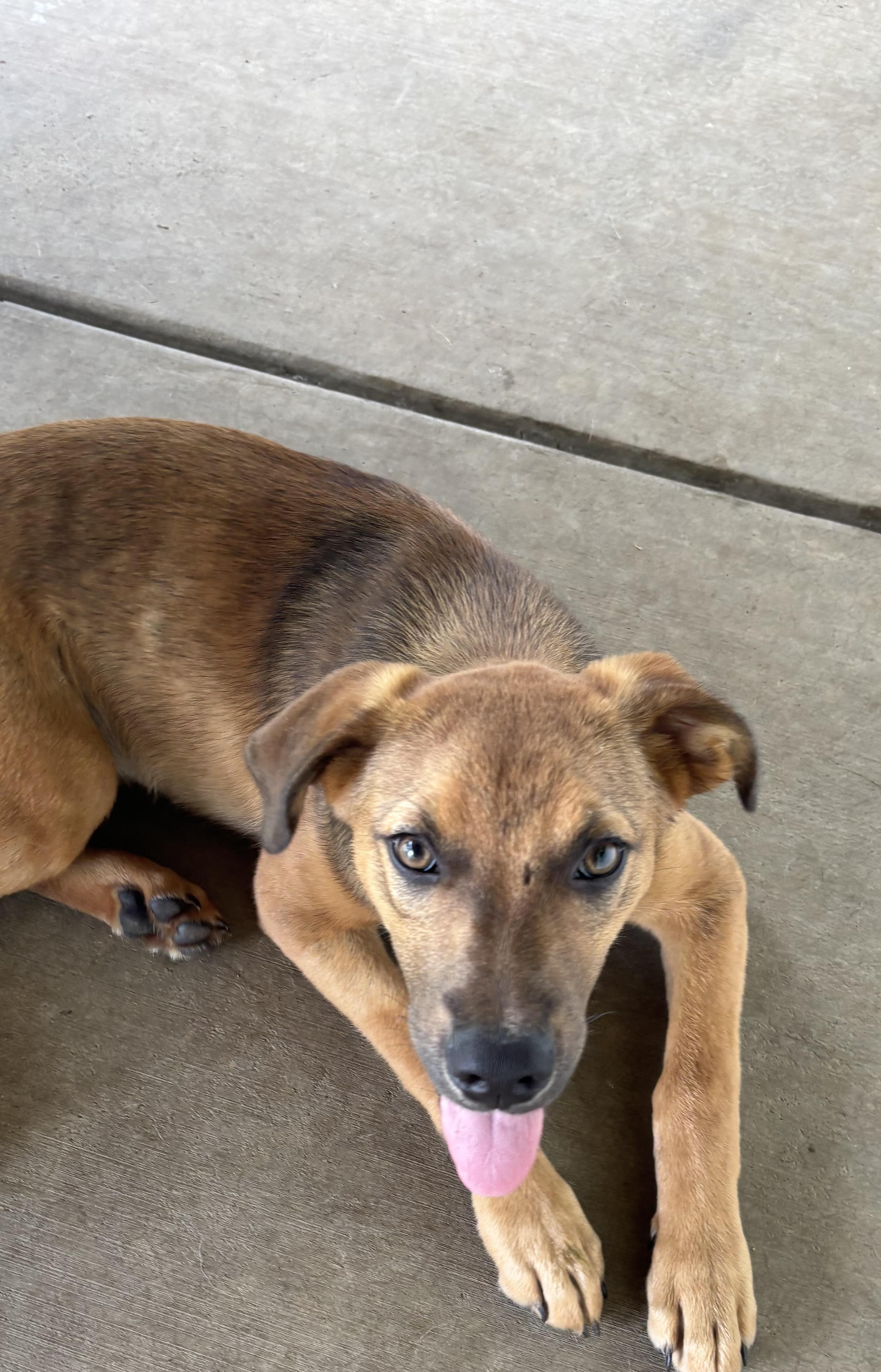 Cabo, an adoptable Mixed Breed in Louisville, KY image 2/3