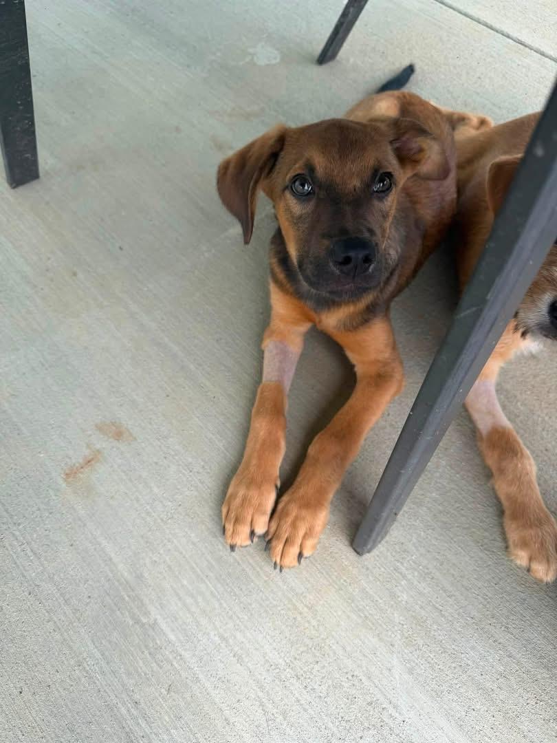 Enlarge Cabo, a ADOPTABLE Mixed Breed in Louisville, KY image 2/2