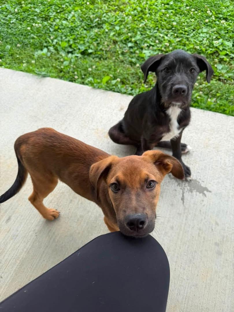 Enlarge Cabo, a ADOPTABLE Mixed Breed in Louisville, KY image 1/2