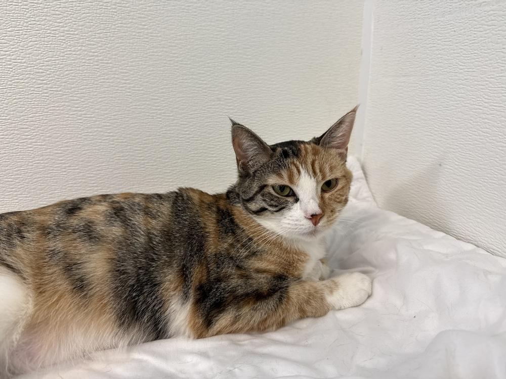 Calliope, Adoptable, Kitten Female Domestic Short Hair.