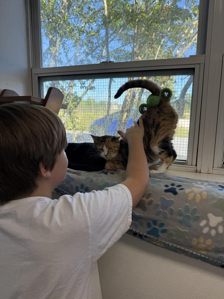 Enlarge Calliope, a Adoptable Domestic Short Hair in Fort Walton Beach, FL image 2/4