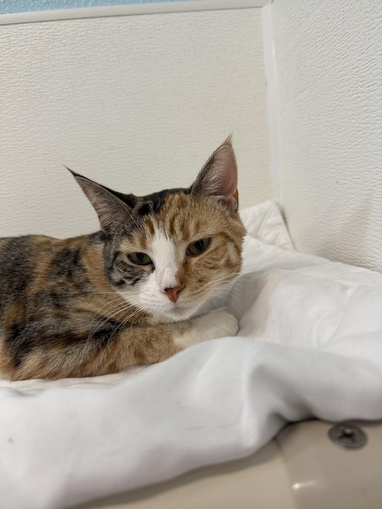 Enlarge Calliope, a Adoptable Domestic Short Hair in Fort Walton Beach, FL image 3/4