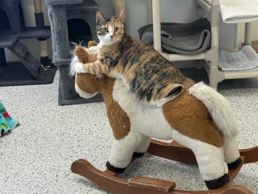 Enlarge Calliope, a Adoptable Domestic Short Hair in Fort Walton Beach, FL image 4/4