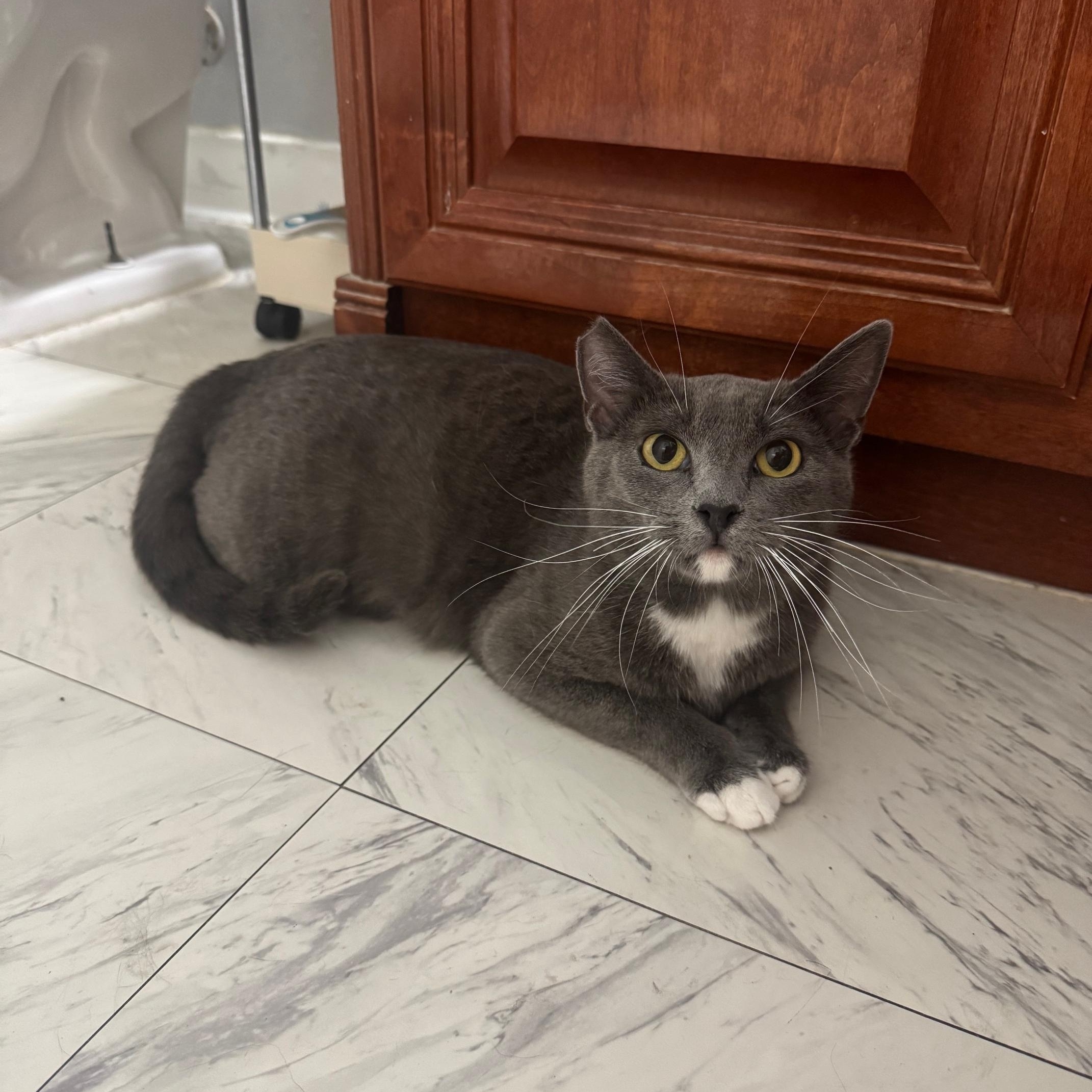 Enlarge Venus, a Adoptable Russian Blue in Lodi, CA image 1/3