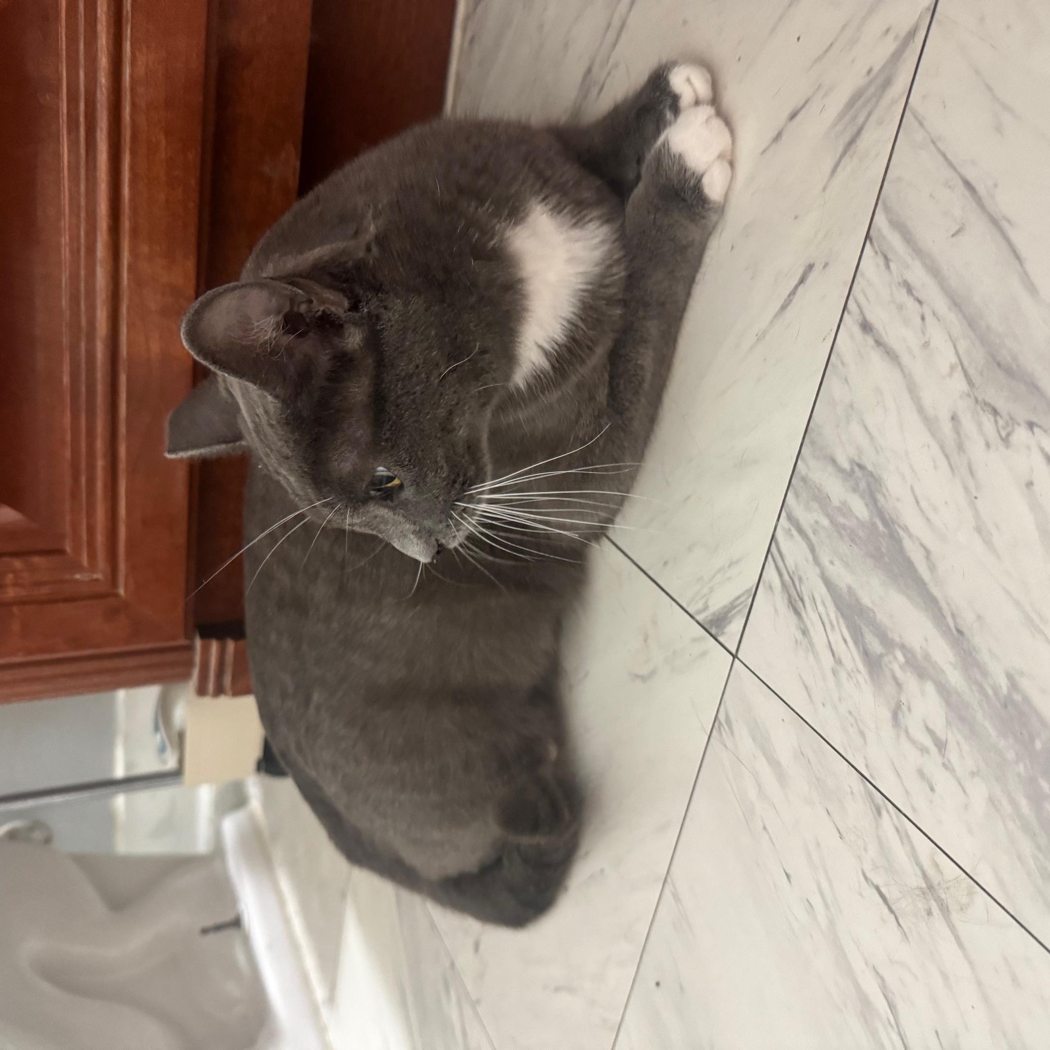 Enlarge Venus, a Adoptable Russian Blue in Lodi, CA image 2/3