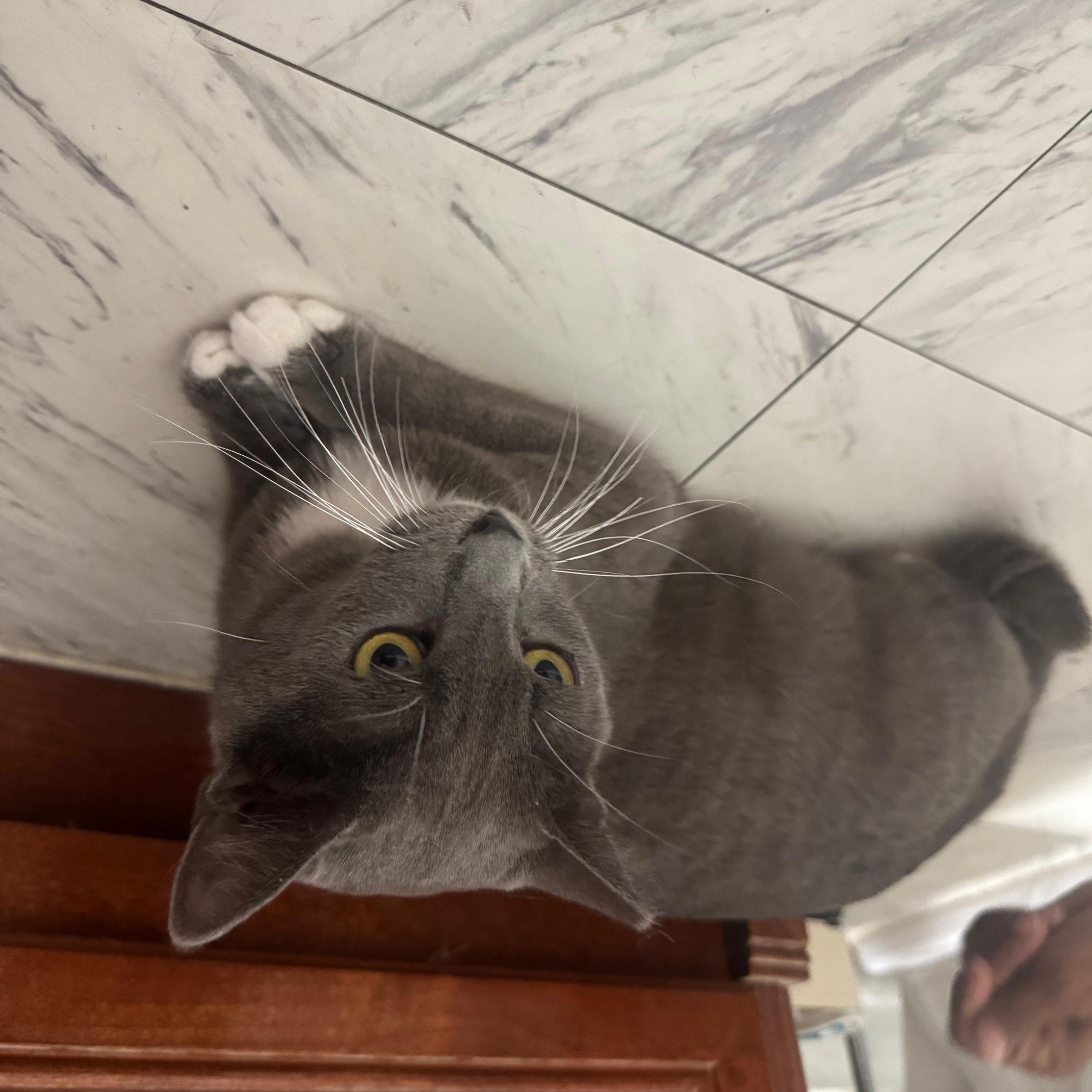 Enlarge Venus, a Adoptable Russian Blue in Lodi, CA image 3/3