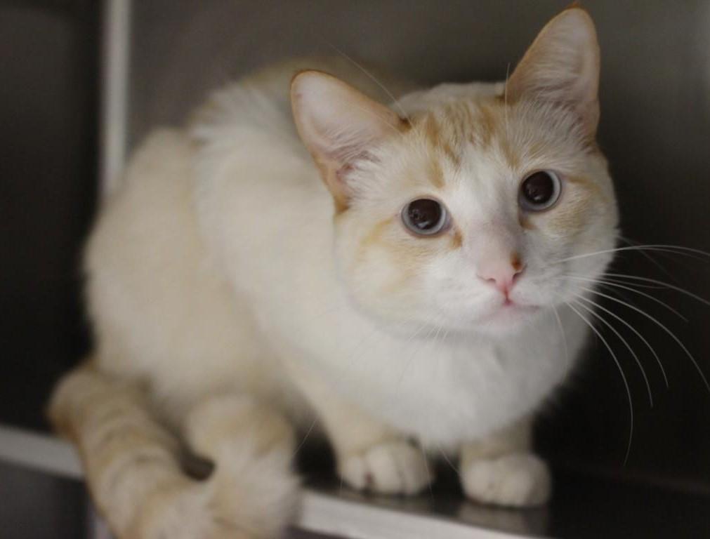 Enlarge Nico, a Adopted Siamese in Canoga Park, CA image 3/3