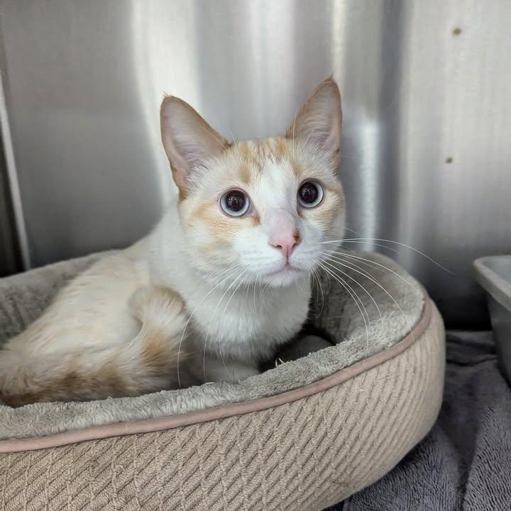 Enlarge Nico, a Adopted Siamese in Canoga Park, CA image 1/3