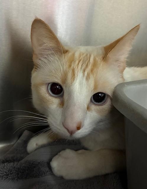 Enlarge Nico, a Adopted Siamese in Canoga Park, CA image 2/3