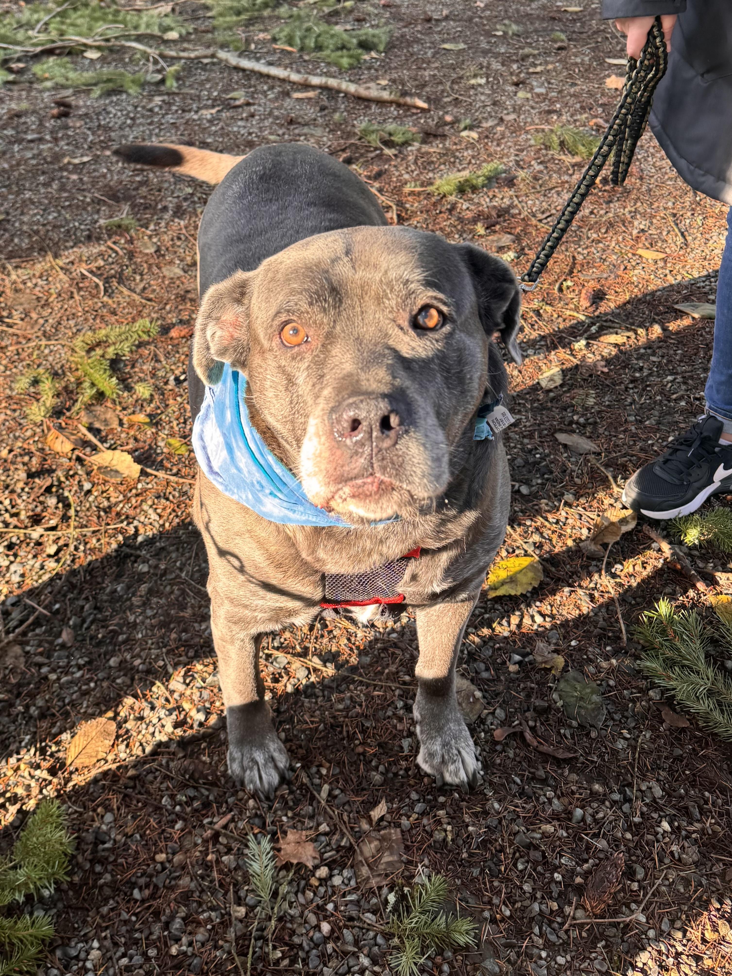 Cali, an adopted mixed breed in Olympia, WA image 1/6