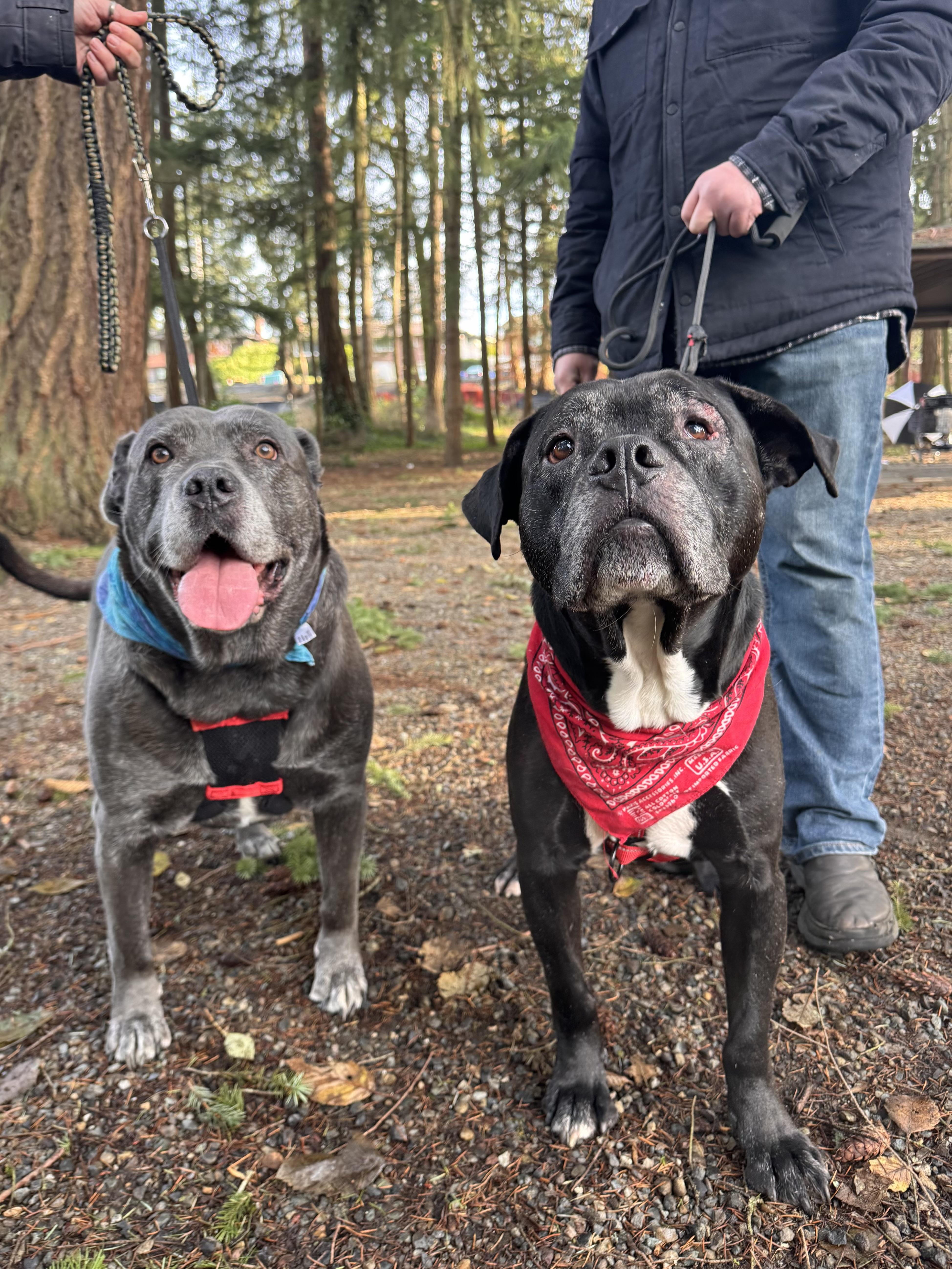 Cali, an adopted mixed breed in Olympia, WA image 4/6