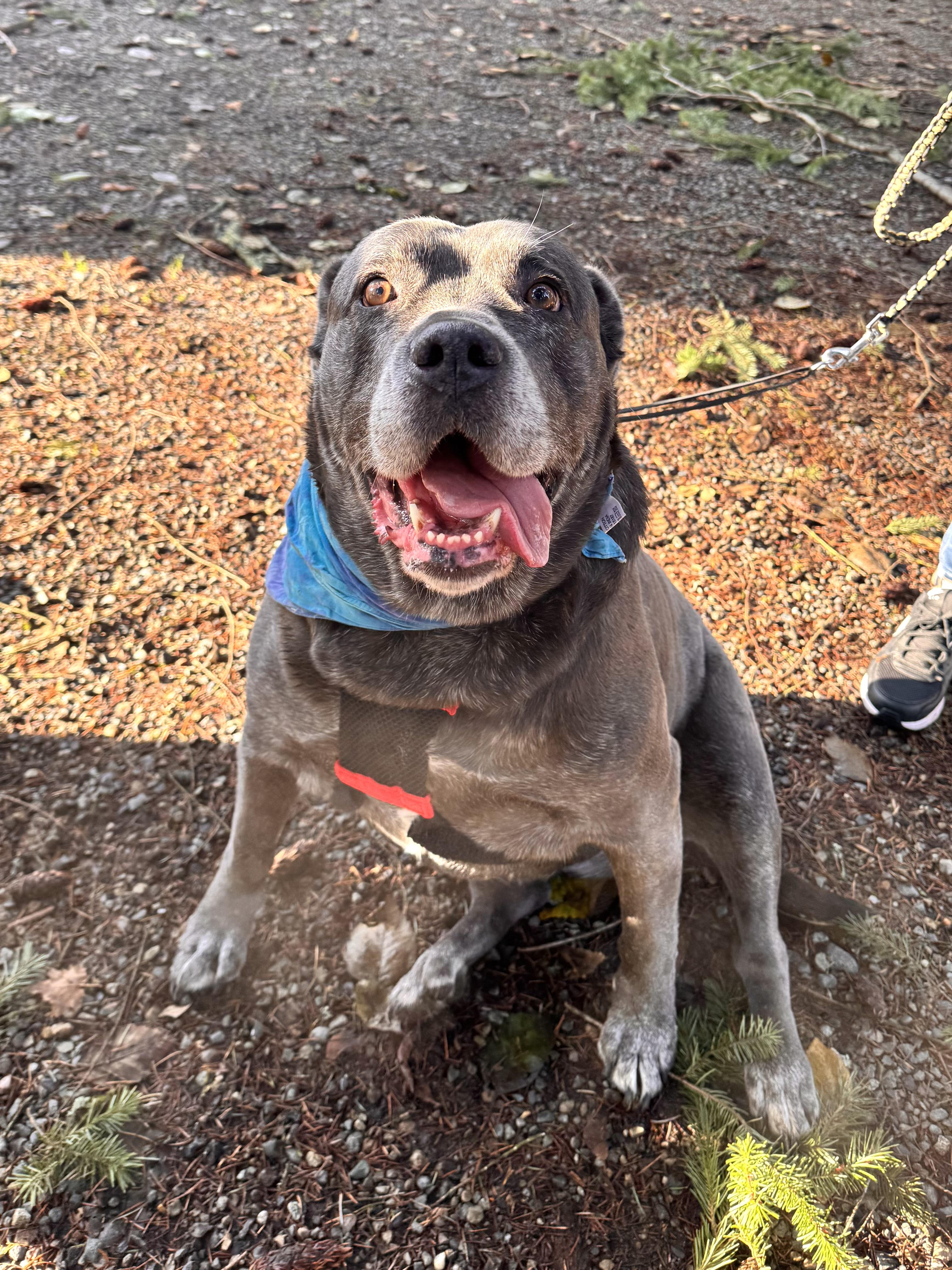 Cali, an adopted mixed breed in Olympia, WA image 5/6