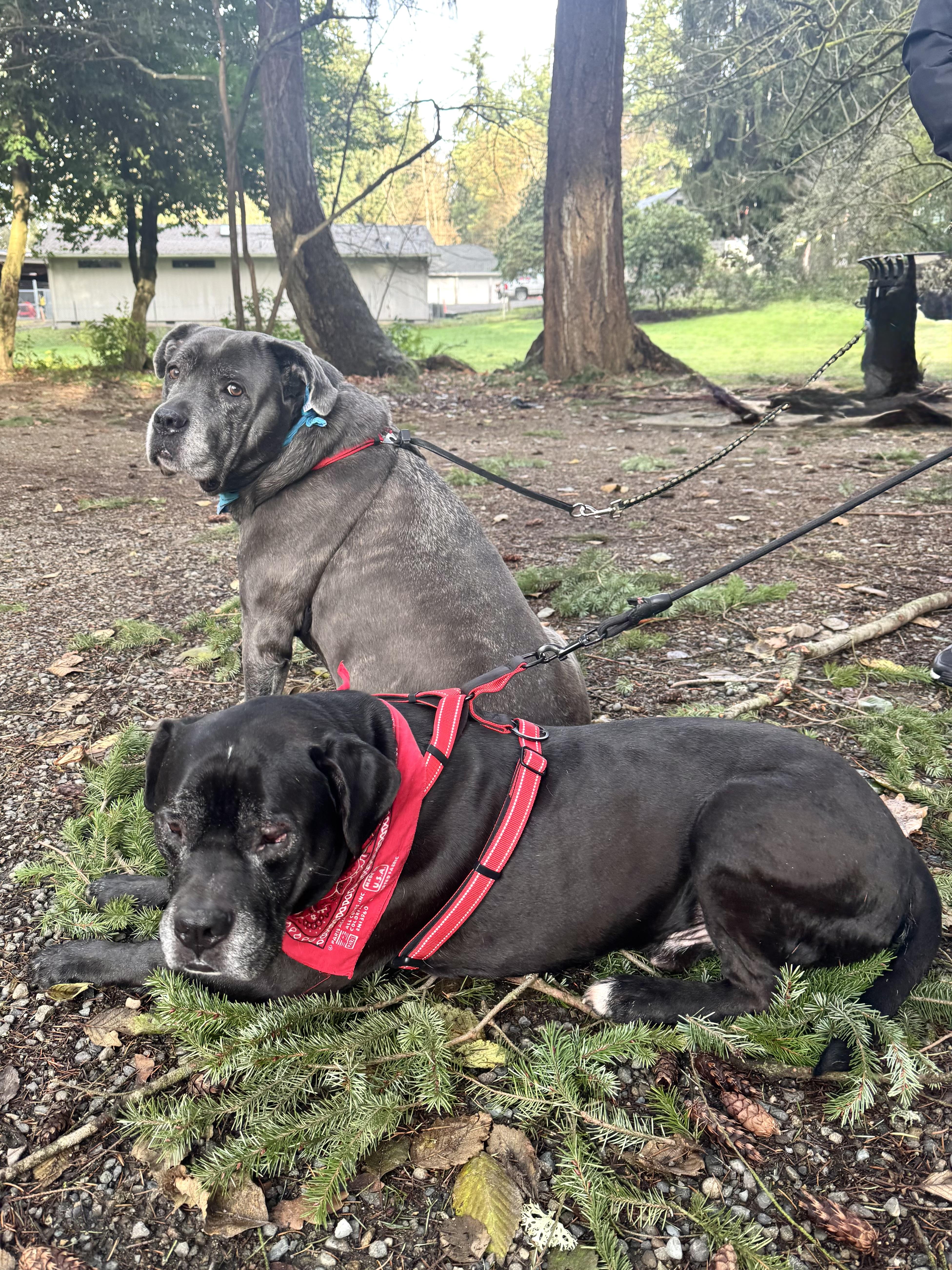 Cali, an adopted mixed breed in Olympia, WA image 6/6