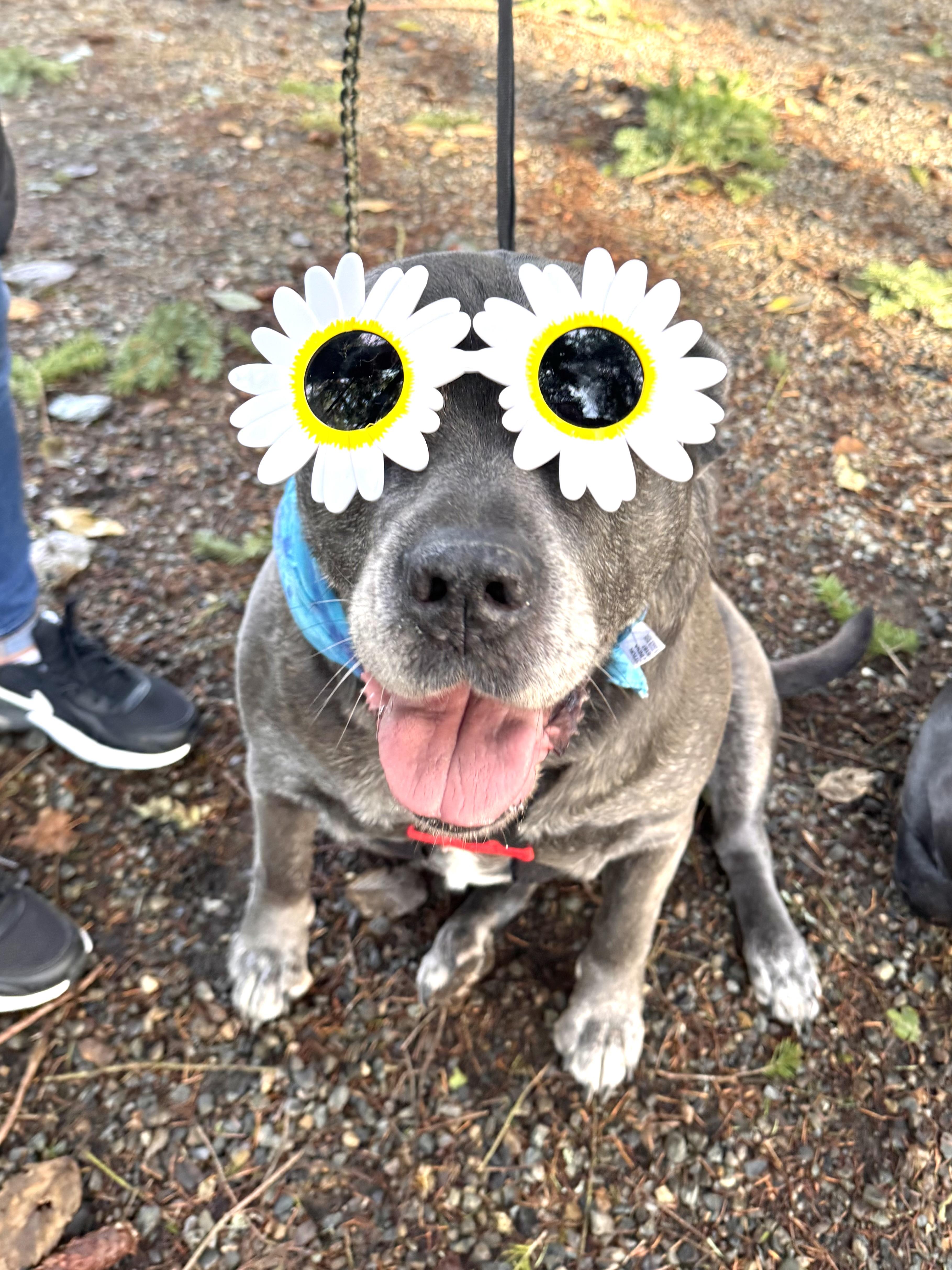 Cali, an adopted mixed breed in Olympia, WA image 3/6