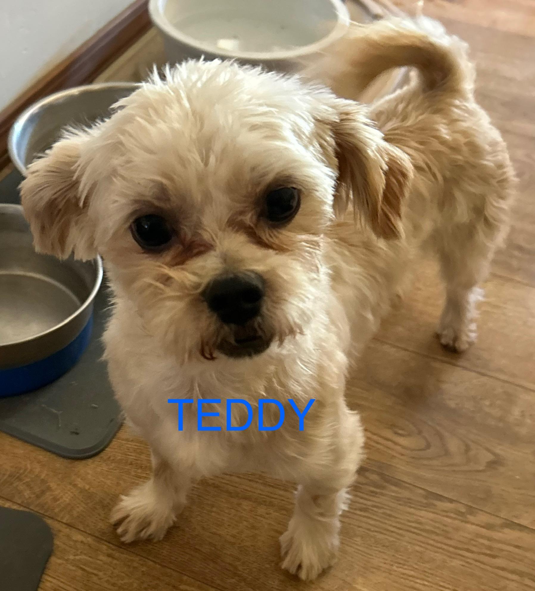 Teddy