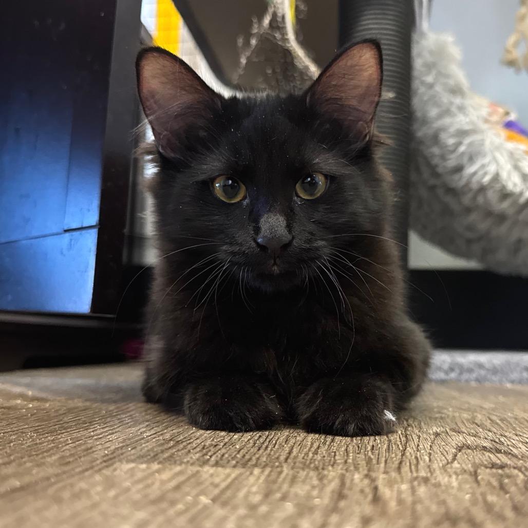 Godiva, Adoptable, Kitten Female Domestic Medium Hair.