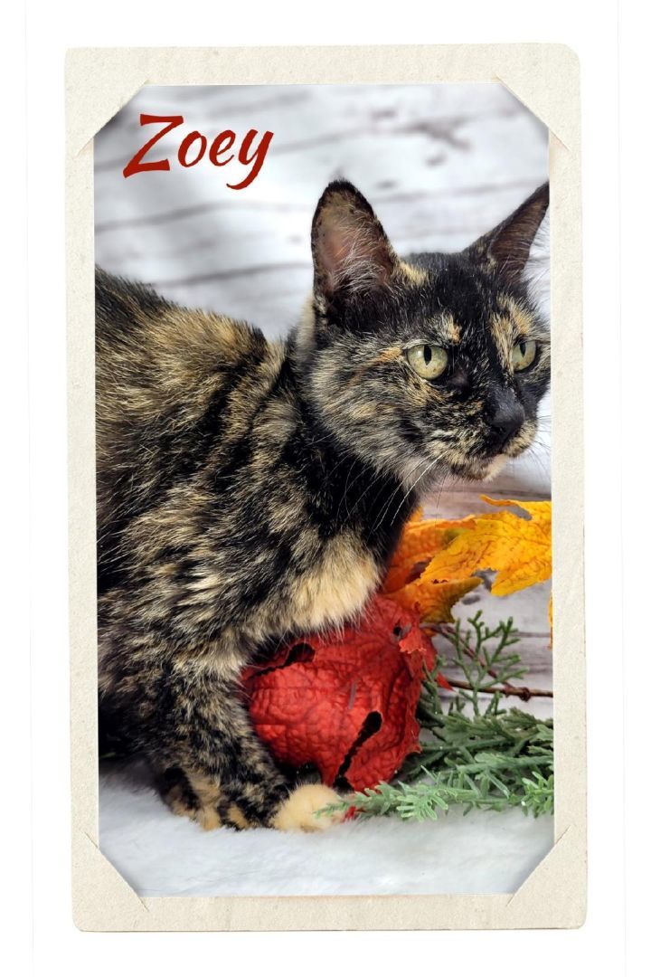 Zoey, Adult Female unknown