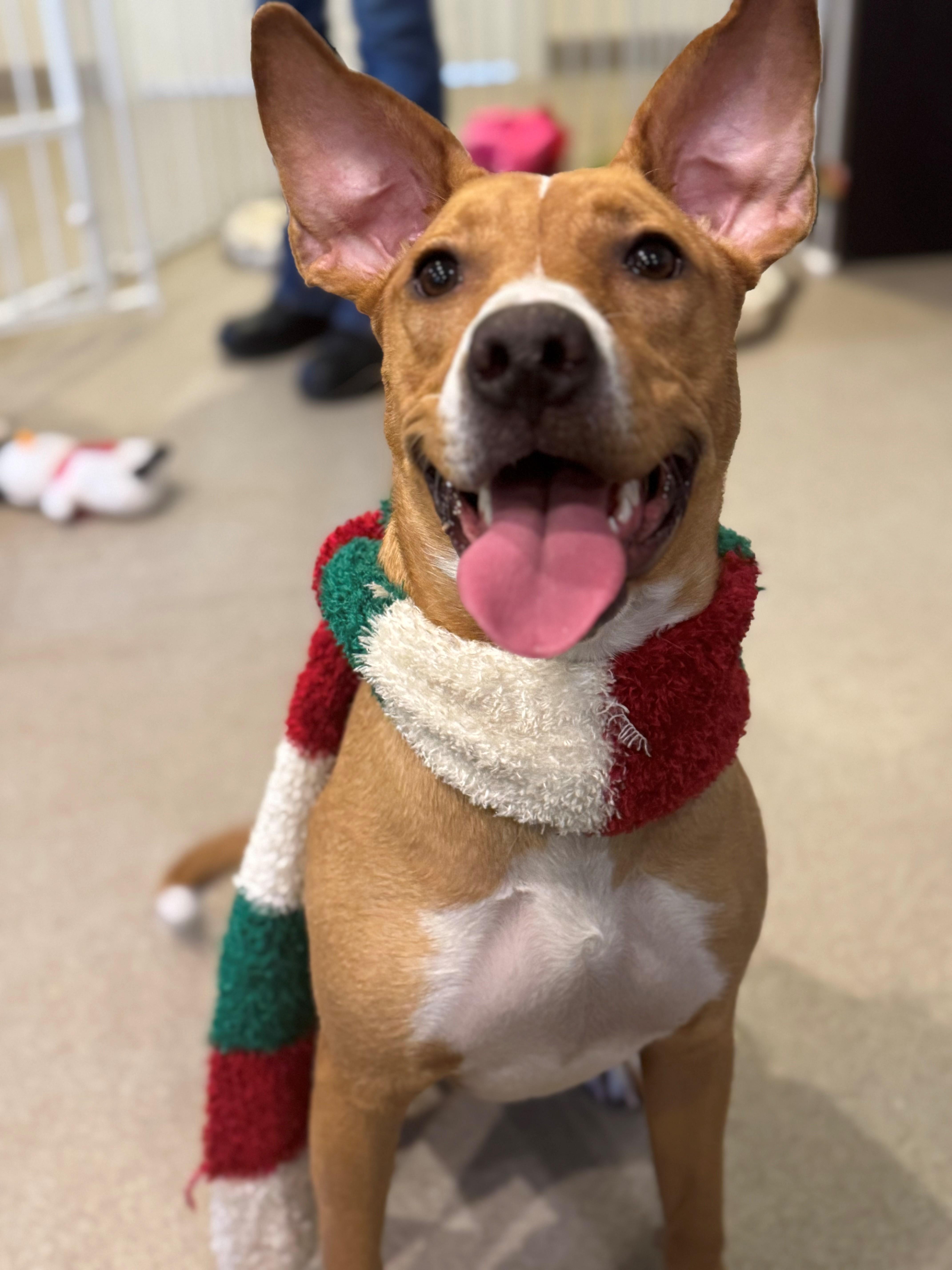 Enlarge Wiggles, a Adoptable Mixed Breed in South Kingstown, RI image 1/1