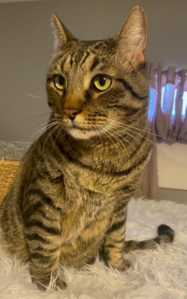 Tank, Adopted, Adult Male Domestic Short Hair.